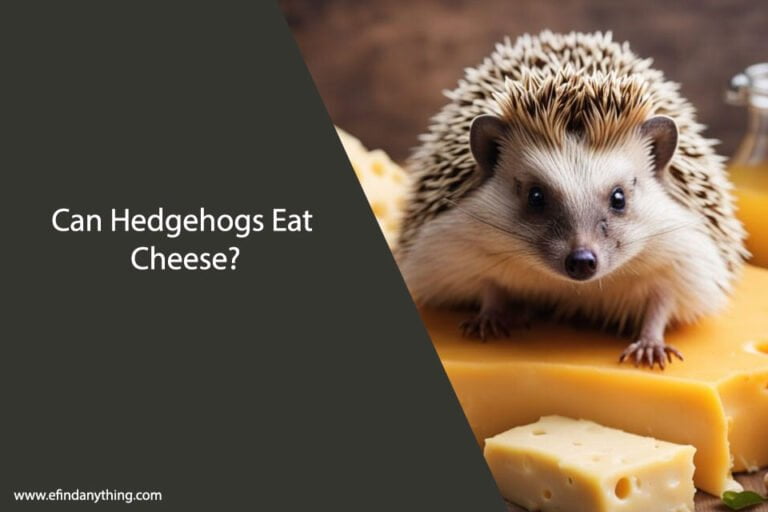 Can Hedgehogs Eat Cheese