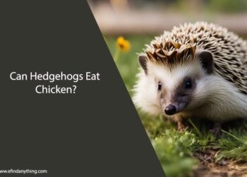 Can Hedgehogs Eat Chicken