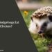 Can Hedgehogs Eat Chicken