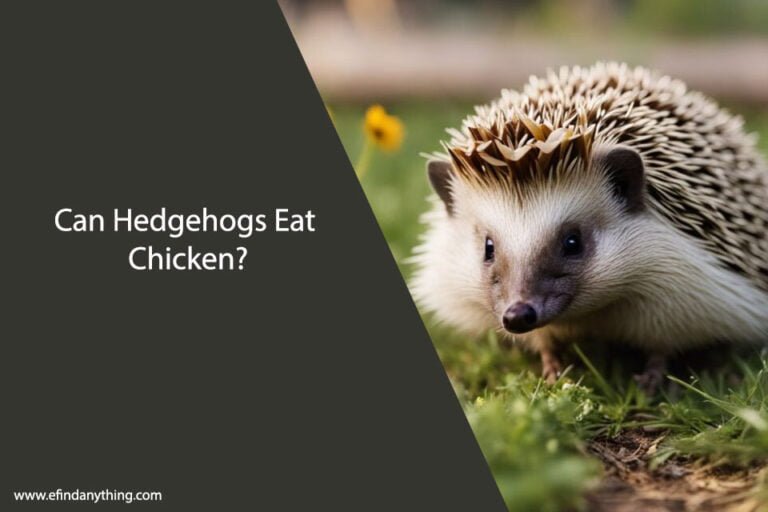 Can Hedgehogs Eat Chicken