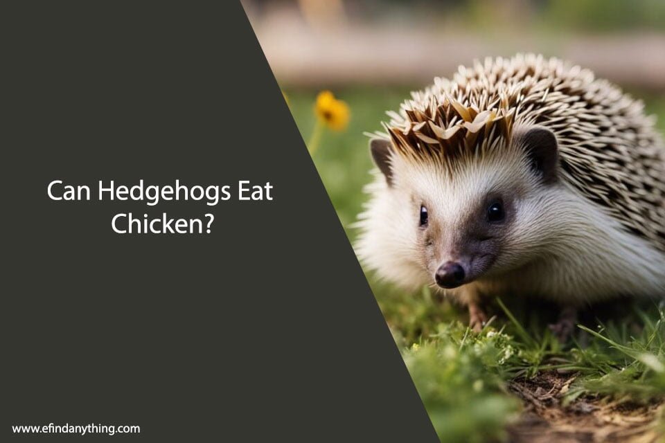 Can Hedgehogs Eat Chicken