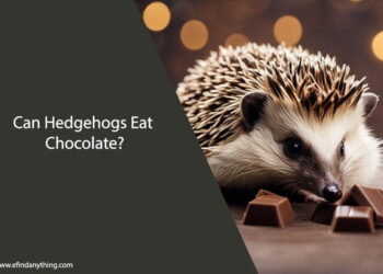 Can Hedgehogs Eat Chocolate