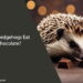 Can Hedgehogs Eat Chocolate