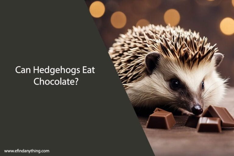 Can Hedgehogs Eat Chocolate