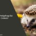 Can Hedgehogs Eat Crickets