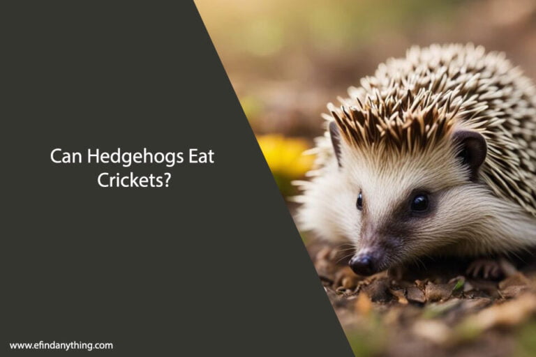 Can Hedgehogs Eat Crickets