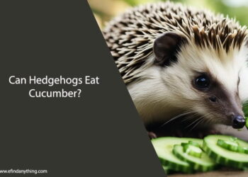 Can Hedgehogs Eat Cucumber
