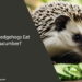 Can Hedgehogs Eat Cucumber