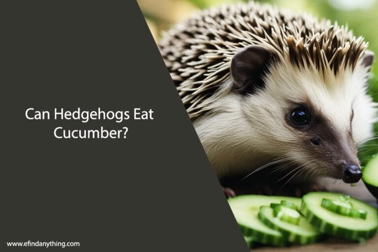 Can Hedgehogs Eat Cucumber
