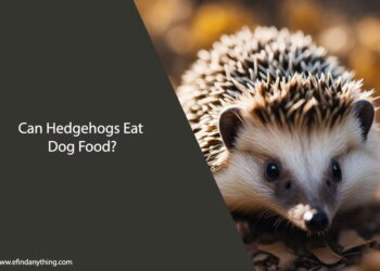 Can Hedgehogs Eat Dog Food