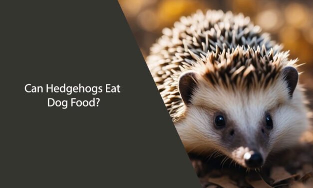 Can Hedgehogs Eat Dog Food? A Comprehensive Guide