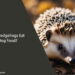 Can Hedgehogs Eat Dog Food