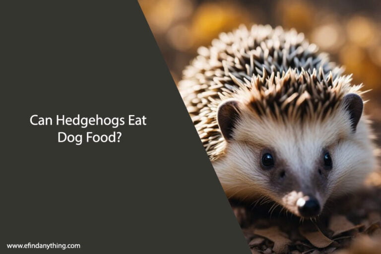 Can Hedgehogs Eat Dog Food