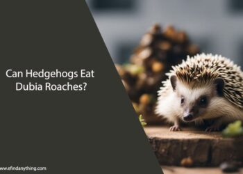 Can Hedgehogs Eat Dubia Roaches
