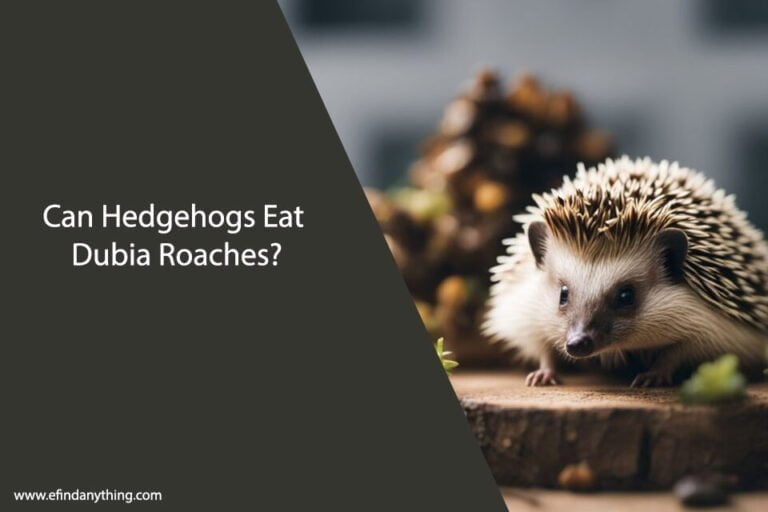 Can Hedgehogs Eat Dubia Roaches
