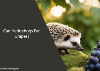Can Hedgehogs Eat Grapes