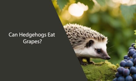 Can Hedgehogs Eat Grapes?