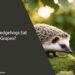 Can Hedgehogs Eat Grapes