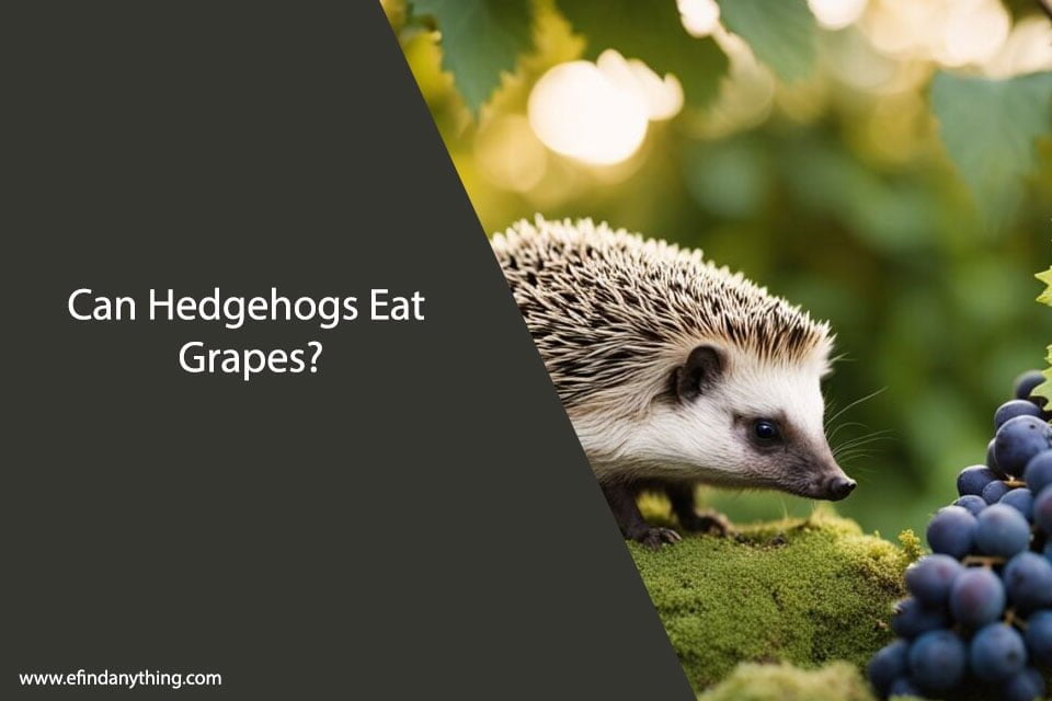 Can Hedgehogs Eat Grapes