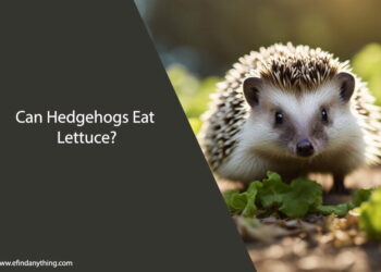 Can Hedgehogs Eat Lettuce
