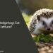 Can Hedgehogs Eat Lettuce