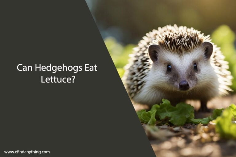 Can Hedgehogs Eat Lettuce
