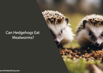 Can Hedgehogs Eat Mealworms