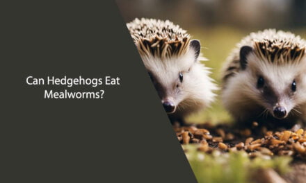 Can Hedgehogs Eat Mealworms? A Comprehensive Guide