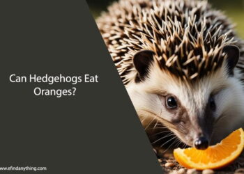 Can Hedgehogs Eat Oranges
