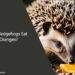 Can Hedgehogs Eat Oranges