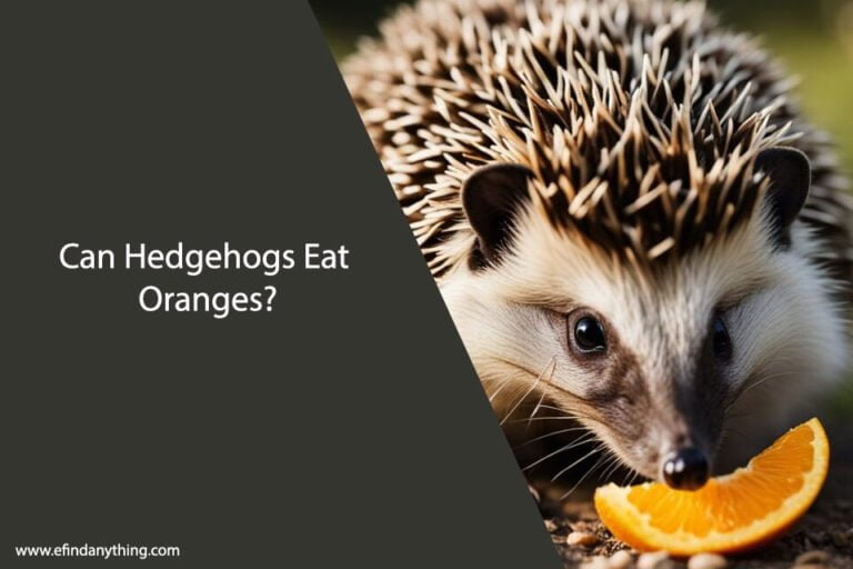 Can Hedgehogs Eat Oranges