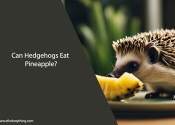 Can Hedgehogs Eat Pineapple