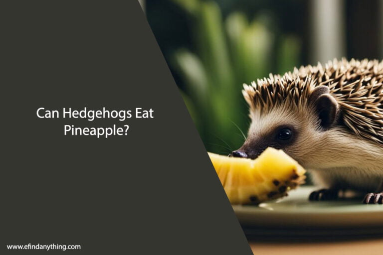 Can Hedgehogs Eat Pineapple