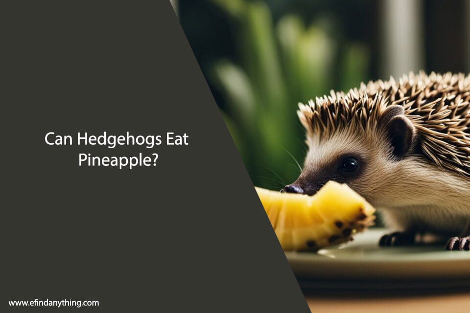 Can Hedgehogs Eat Pineapple?