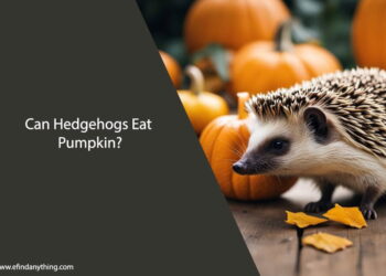 Can Hedgehogs Eat Pumpkin