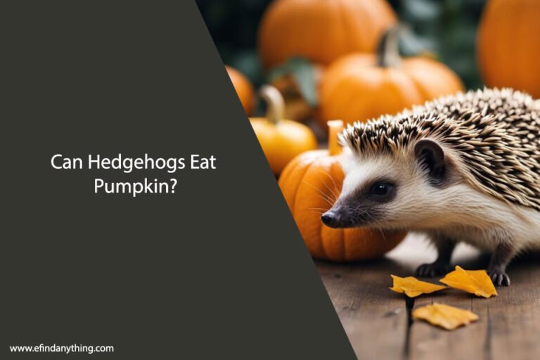 Can Hedgehogs Eat Pumpkin