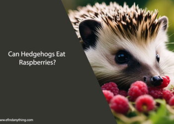 Can Hedgehogs Eat Raspberries