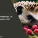 Can Hedgehogs Eat Raspberries