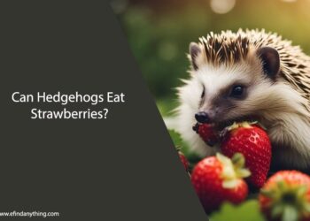 Can Hedgehogs Eat Strawberries