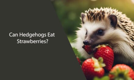 Can Hedgehogs Eat Strawberries?