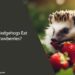 Can Hedgehogs Eat Strawberries