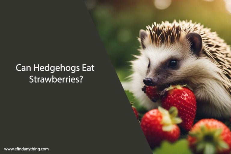 Can Hedgehogs Eat Strawberries