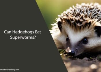 Can Hedgehogs Eat Superworms