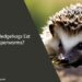 Can Hedgehogs Eat Superworms
