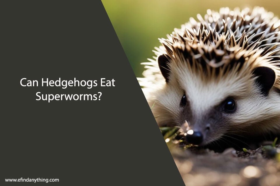 Can Hedgehogs Eat Superworms?