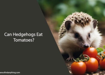 Can Hedgehogs Eat Tomatoes