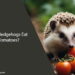 Can Hedgehogs Eat Tomatoes