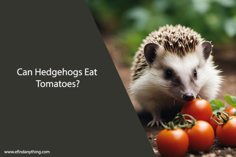 Can Hedgehogs Eat Tomatoes