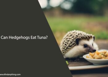Can Hedgehogs Eat Tuna