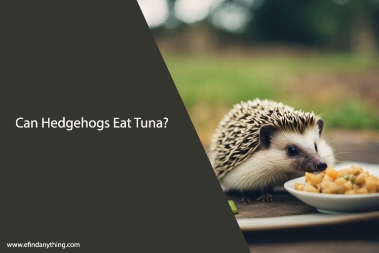 Can Hedgehogs Eat Tuna